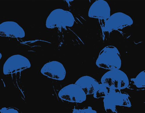 Des méduses bleu foncé sur fond noir.