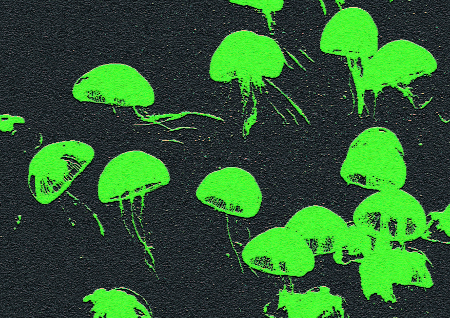 Des méduses vertes sur fond noir.